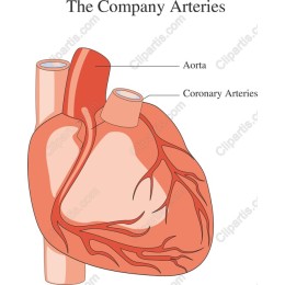The Company Arteries - of Human Heart Anatomy