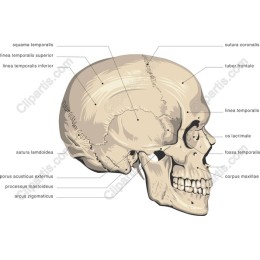 Anatomically Labeled Human Skull