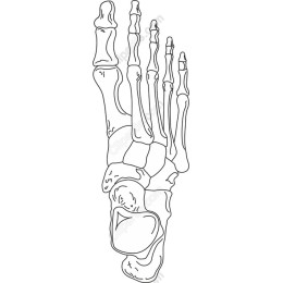 Human Foot Skeleton Drawing