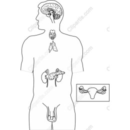 Human Anatomy
