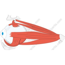Vibrant Stylized Fish