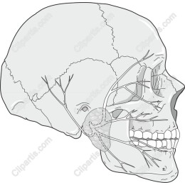 Anatomical Human Skull with Nerve Details