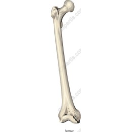 Femur Bone