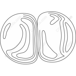 Abstract Organic Shape