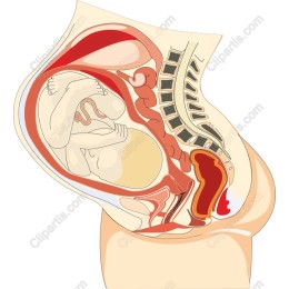 Premium of Human Anatomy - Pregnant Woman