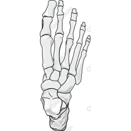 Human Foot Skeleton