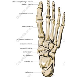 Human Foot Skeleton