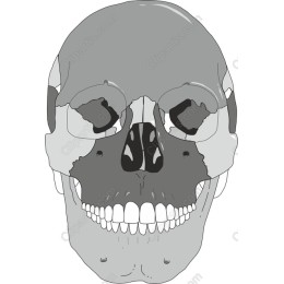 Detailed Human Skull