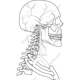Anatomical Human Skull and Neck