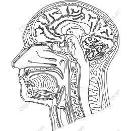 Human Head Anatomy