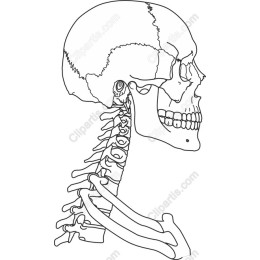 Human Skeleton Outline