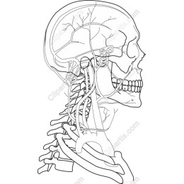 Intricate Human Skull and Neck