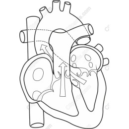 Human Heart Anatomy