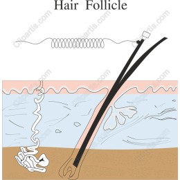 Hair Follicle Anatomy