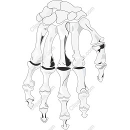 Anatomical Human Hand Skeleton