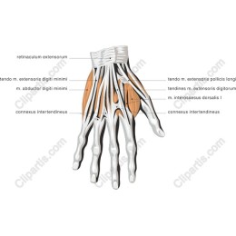 Human Hand Anatomy