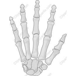 Human Hand Skeleton