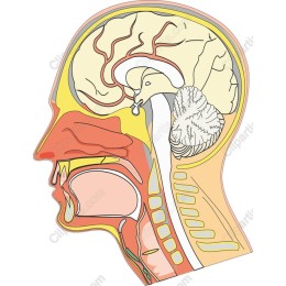 Human Anatomy : Side Profile of the Human Head