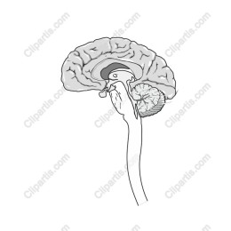 Human Brain