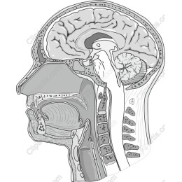 Human Anatomy Head and Brain