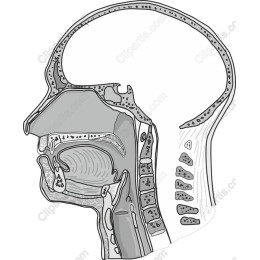 Anatomical of the Human Head and Neck