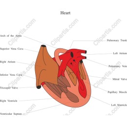 Anatomical Heart