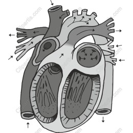 Intricate Heart Anatomy