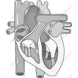 Anatomical Human Heart