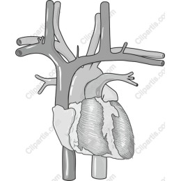 Human Heart