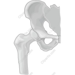 Human Hip Bone