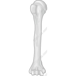 Realistic Bone