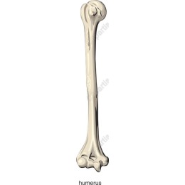 Humerus Bone