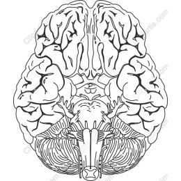 Intricate Human Brain