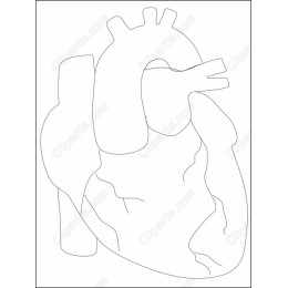 Human Heart