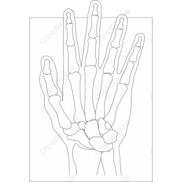 Human Hand Skeleton