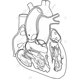 Intricate Human Heart