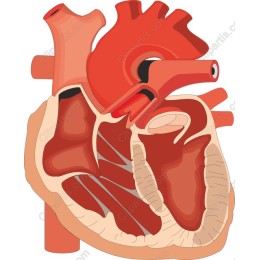 Anatomical Heart