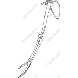 Skeletal Arm