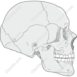 Anatomical Human Skull