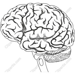 Human Brain