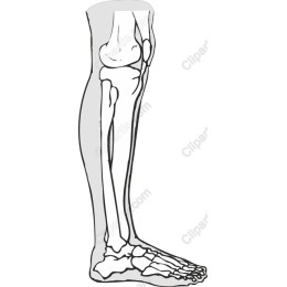 Human Leg Skeletal