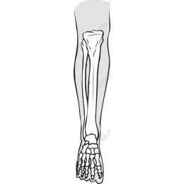 Human Leg Anatomy