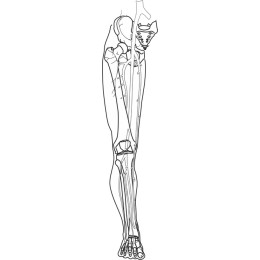 Human Leg Anatomy