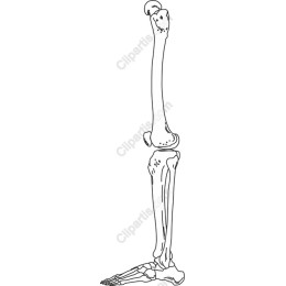 Human Leg Skeleton