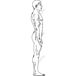 Muscular Anatomy Side Profile