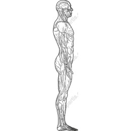 Anatomical Muscular Model - Side View