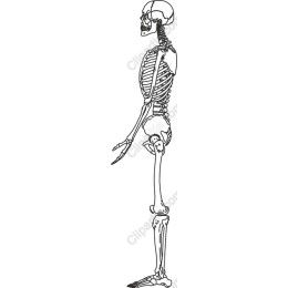 Skeleton