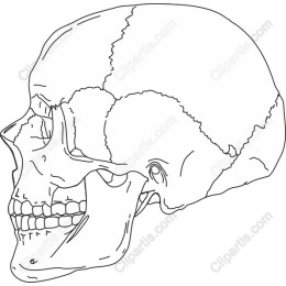 Intricate Human Skull