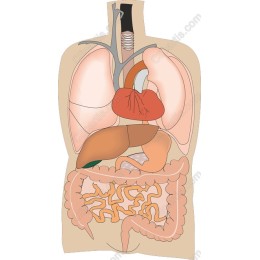 Human Anatomy