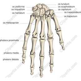 Human Hand Skeleton - Anatomical